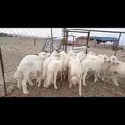 النوع بهم حري   العدد 19فيها 5 رخال فقط