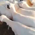 ضان قرايب رفيديات الا شرط