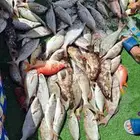 رحلات بحرية رحلات صيد الرايس