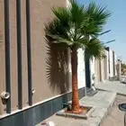 النخل واشنطونياء زينه للبيع