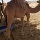 قعدان للبيع