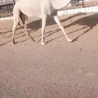بكره جدعه رمانيه سليمه العذاريب وعلى جميع الشروط
