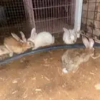 للبيع أرانب منتجه العدد5