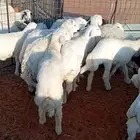 بهم حري للبيع