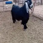 تيس فحل