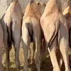 قعدان فل للبيع موقع نجران