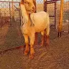 فحل عارضي أصفر