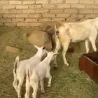 عنز متاومه