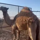حشو للبيع العدد 2 أعمارهن واحد 5 شهور والثاني 6 شهور