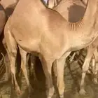 قعدان للبيع مغلقة موقع نجران