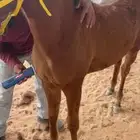 محلق حلاقه خيوال امهار افراس احصنه محلق حلاقه
