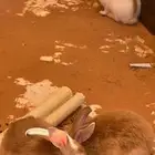 3 أرانب ذكر 2 انثى