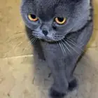 للبيع قطط مواليد لهم سبوعين سكواتش