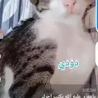 اسمه دودي قط بلدي منقذ تربيه منزل متعود ع اللتر بوكس
