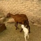 نعجه سواكني