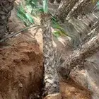 نخيل للبيع
