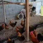 البيع دجاج مشكل