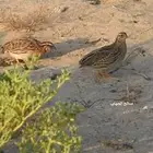 فري بري