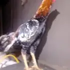 ديك سندي العمرسنه الطوا 4بلكات الديك شرط حاروتلقيح