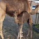 قعود ضيار كفو للبيع