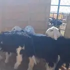 للبيع طليان جذاع