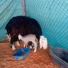 شاه نجديه للبيع