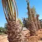 نقايل علا متر ونص سكري فاخر من لاخر لوتاصل اتصل نصل