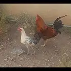 ديك بلدي ودجاجة بلدي