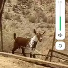 مشروع فحل تيس عمره شهرين اوشح ادهم