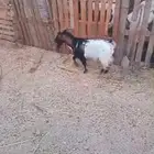 للبيع تيس قزم