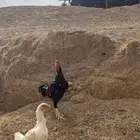 دجاج باكستاني للبيع