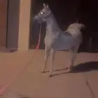 فرس عربيه اصيله