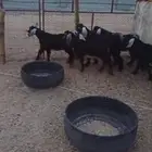 تيوس عوارض
