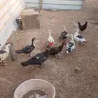 بط مصري