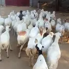 ضان رفيديات بلدي دفيع