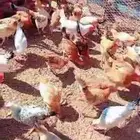 دجاج من 4 إلى 5 شهور