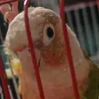 كنيور قرين شيك متكلم واو أليف جدا