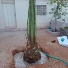 سلام عليكم ورحمة الله وبركاته ينوفر لدين نخل اللبيع