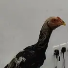 للبيع ديك شامو