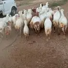 ضان حري قرايب العدد30