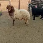 فحول للبيع