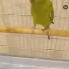 طير دره اليف ضايع شارع ساري