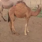 للبيع حوار