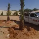 لجميع انواع النخيل والشبوك