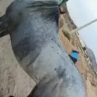 حصان واهو تشبيه لوجه الله