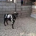 تيس فحل حار