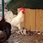 ديك بلدي للبيع ابيض عين وحده أعور