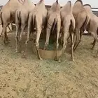 قعدان تصلح لزواجات و المبادي للبيع