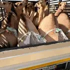 قعدان للبيع مغلقة موقع نجران