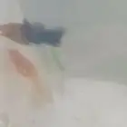 للبيع سمك زينه زوج مولي و وحده تترا